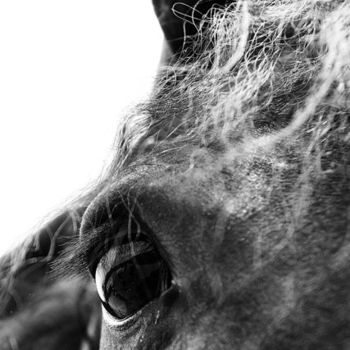 Fotografia intitolato "HORSE 1" da Stefano Ceretti, Opera d'arte originale