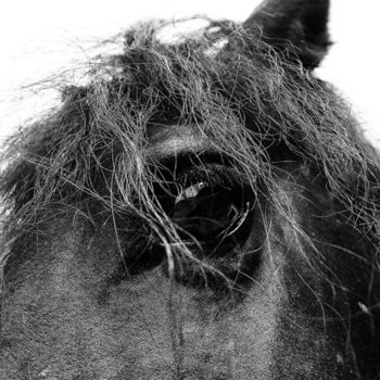 Photographie intitulée "HORSE 2" par Stefano Ceretti, Œuvre d'art originale