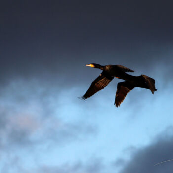 Photography titled "Le vol des cormoran…" by Stéphane Etienne, Original Artwork