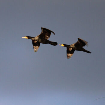 Photography titled "Le vol des cormoran…" by Stéphane Etienne, Original Artwork