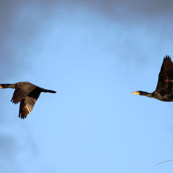 Photographie intitulée "Le vol des cormoran…" par Stéphane Etienne, Œuvre d'art originale