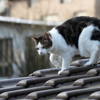 Photographie intitulée "Un toit, un chat, n…" par Stéphane Etienne, Œuvre d'art originale