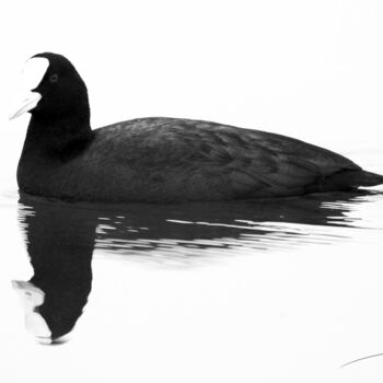 Photographie intitulée "Reflet en noir et b…" par Stéphane Etienne, Œuvre d'art originale