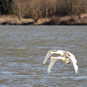 Photographie intitulée "Vol en duo 1 (Cygne…" par Stéphane Etienne, Œuvre d'art originale