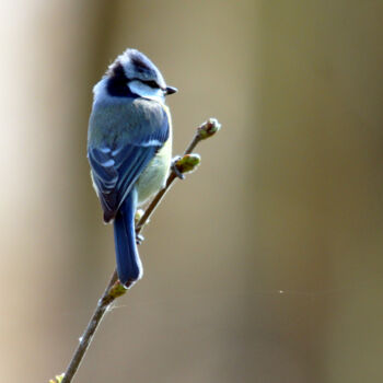 Photography titled "La belle bleue (Més…" by Stéphane Etienne, Original Artwork