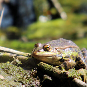 Fotografía titulada "Grenouille 12." por Stéphane Etienne, Obra de arte original