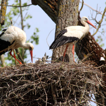 Photography titled "Cigognes et cigogne…" by Stéphane Etienne, Original Artwork