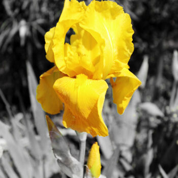 Photography titled "Iris 04." by Stéphane Etienne, Original Artwork