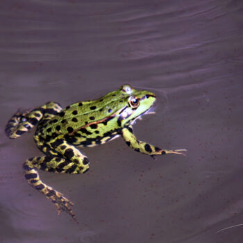 Photography titled "Un peu de natation…" by Stéphane Etienne, Original Artwork