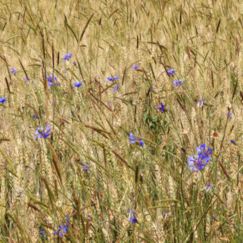 Photographie intitulée "Perdus dans les blé…" par Stéphane Etienne, Œuvre d'art originale