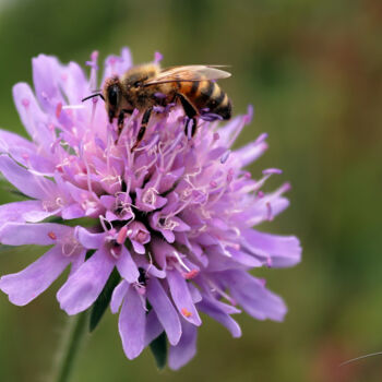 Photography titled "De perles de pollen…" by Stéphane Etienne, Original Artwork