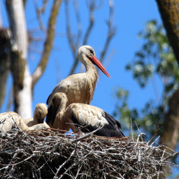 Photography titled "Cigognes et cigogne…" by Stéphane Etienne, Original Artwork