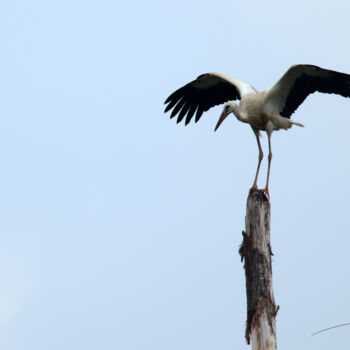 Photography titled "Cigognes et cigogne…" by Stéphane Etienne, Original Artwork