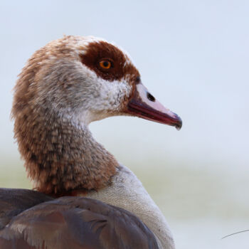 Photography titled "Portrait d'une Ouet…" by Stéphane Etienne, Original Artwork