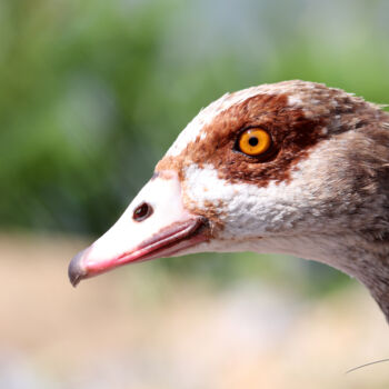 Photography titled "Portrait d'une ouet…" by Stéphane Etienne, Original Artwork