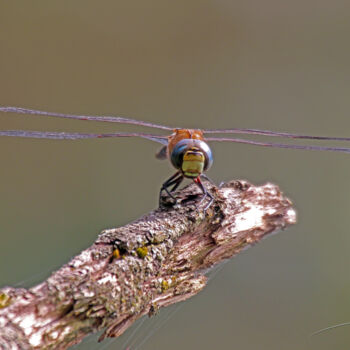 Photography titled "Regard d'une libell…" by Stéphane Etienne, Original Artwork