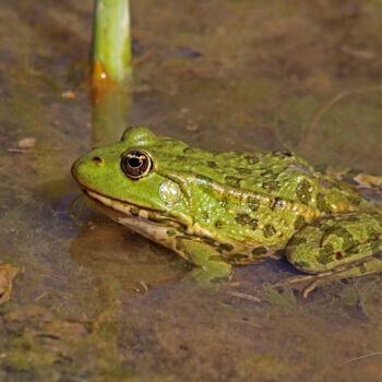 Fotografia zatytułowany „Grenouille du Biodi…” autorstwa Stéphane Etienne, Oryginalna praca