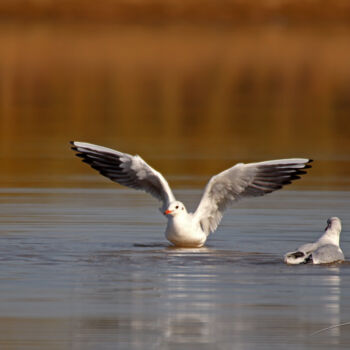 Photography titled "Étirement des ailes…" by Stéphane Etienne, Original Artwork