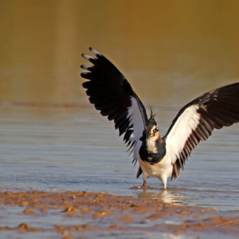 Photography titled "Battements d'ailes…" by Stéphane Etienne, Original Artwork