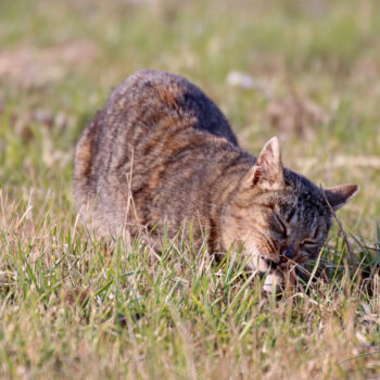 Photography titled "Chat chasse le mulo…" by Stéphane Etienne, Original Artwork, Digital Photography