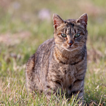 Photography titled "Chat chasse le mulo…" by Stéphane Etienne, Original Artwork, Digital Photography