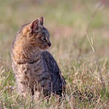 Fotografia zatytułowany „Chat chasse le mulo…” autorstwa Stéphane Etienne, Oryginalna praca, Fotografia cyfrowa