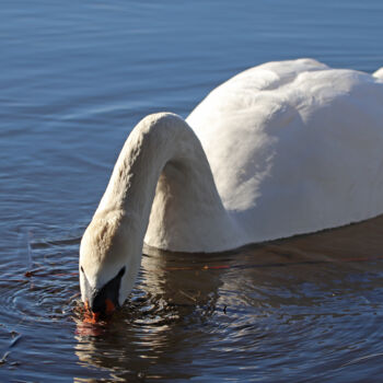 Photographie intitulée "Le cygne barbote." par Stéphane Etienne, Œuvre d'art originale, Photographie numérique