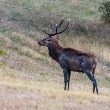 Photographie intitulée "Cerf 1 .jpg" par Stéphane Muzzin, Œuvre d'art originale