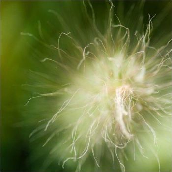 「Explosion végétale」というタイトルの写真撮影 Stéphane Muzzinによって, オリジナルのアートワーク