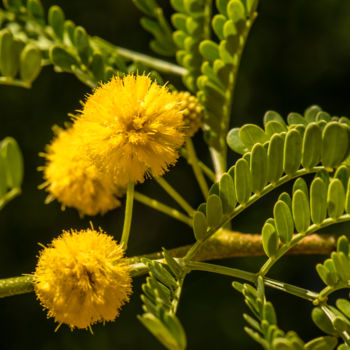 Photography titled "fleurs-d-or" by Stéphane Muzzin, Original Artwork