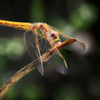 Photographie intitulée "Dragonfly resting i…" par Focal Point, Œuvre d'art originale