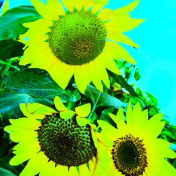 Fotografia intitolato "Sunflowers" da Stéphanie Dambry, Opera d'arte originale, Fotografia digitale