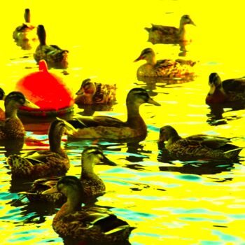 Fotografia intitolato "Ducks" da Stéphanie Dambry, Opera d'arte originale, Fotografia digitale