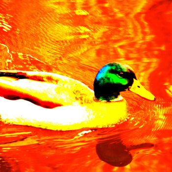 Photography titled "Duck 2" by Stéphanie Dambry, Original Artwork, Digital Photography