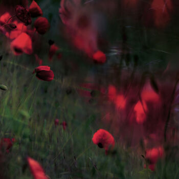 Fotografia intitolato "Mohn" da Stephanie Jung, Opera d'arte originale, Fotografia manipolata