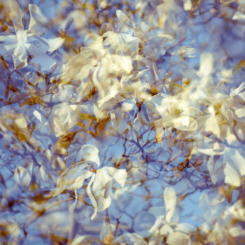Fotografia zatytułowany „Blossom 02” autorstwa Stephanie Jung, Oryginalna praca, Fotografia cyfrowa