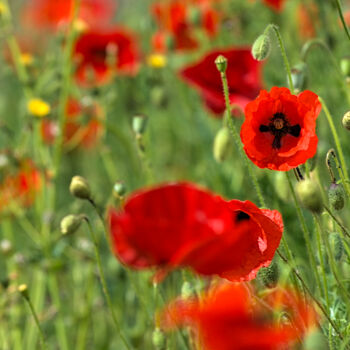 Photography titled "Coquelicots" by Stephanie Vanhullebus, Original Artwork, Digital Photography