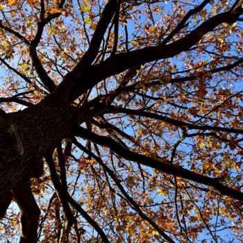 Photographie intitulée "Sous l'arbre" par Steve Duculty, Œuvre d'art originale