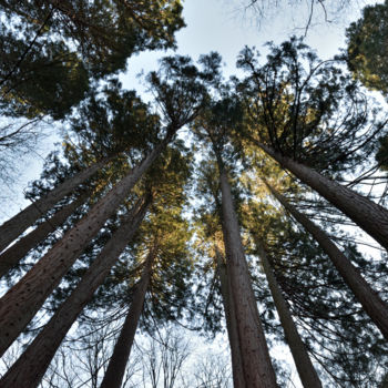 摄影 标题为“Séquoia” 由Steve Duculty, 原创艺术品
