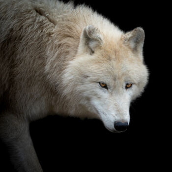 Photographie intitulée "En chasse" par Steven Dartois, Œuvre d'art originale, Photographie numérique