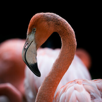 "Flamingo 1" başlıklı Fotoğraf Steven Dartois tarafından, Orijinal sanat, Dijital Fotoğrafçılık