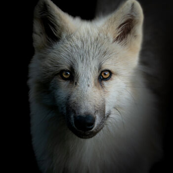 Photographie intitulée "Jeune loup" par Steven Dartois, Œuvre d'art originale, Photographie numérique
