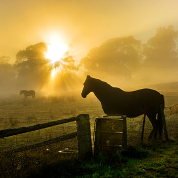 Fotografie getiteld "Horse at Sunrise on…" door Stuart Row, Origineel Kunstwerk, Digitale fotografie