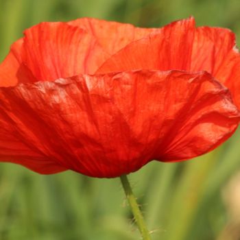 Fotografía titulada "Poppyhead" por Steffen Weiss, Obra de arte original, Fotografía digital