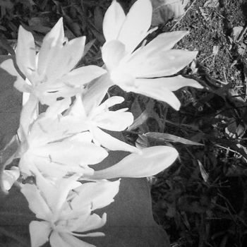 Photography titled "close-white-flowers…" by Suleiman, Original Artwork
