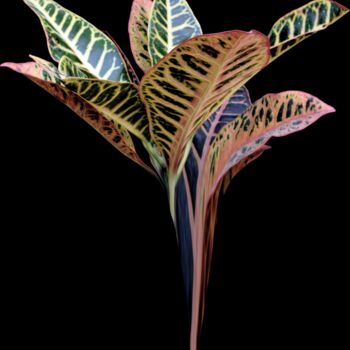 Фотография под названием "Heavenly plants Nº04" - Sumit Ratta, Подлинное произведение искусства, Цифровая фотография