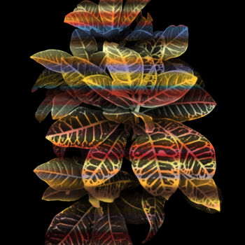 Estampas & grabados titulada "Heavenly plants Nº08" por Sumit Ratta, Obra de arte original, Impresión digital