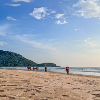 Photography titled "Cows on the beach" by Sumit Ratta, Original Artwork, Digital Photography