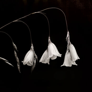 Photography titled "Campanula in Monoch…" by Susan Maxwell Schmidt, Original Artwork, Digital Photography