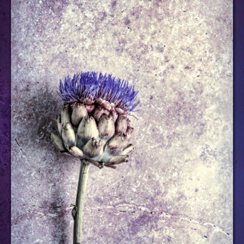 Photography titled "Artichoke in Bloom" by Susan Maxwell Schmidt, Original Artwork, Digital Photography